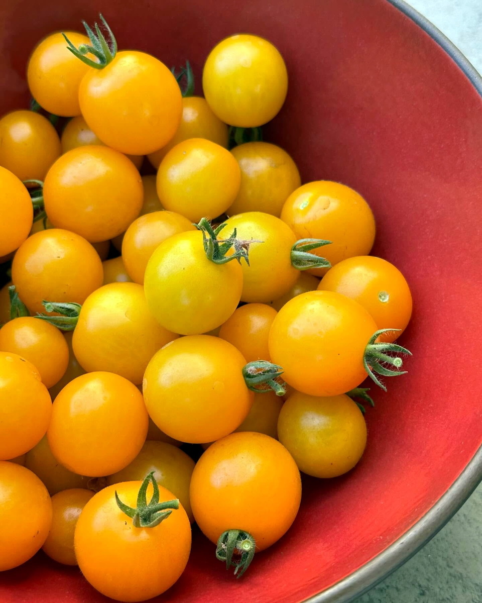 Томат Eagle Smiley Dwarf (Гном Улыбающийся орел)