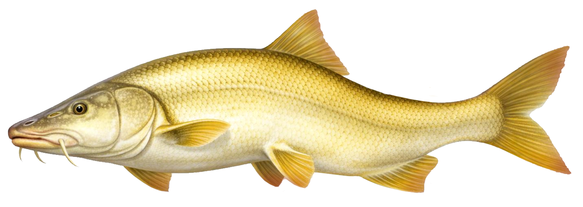 Luciobarbus esocinus