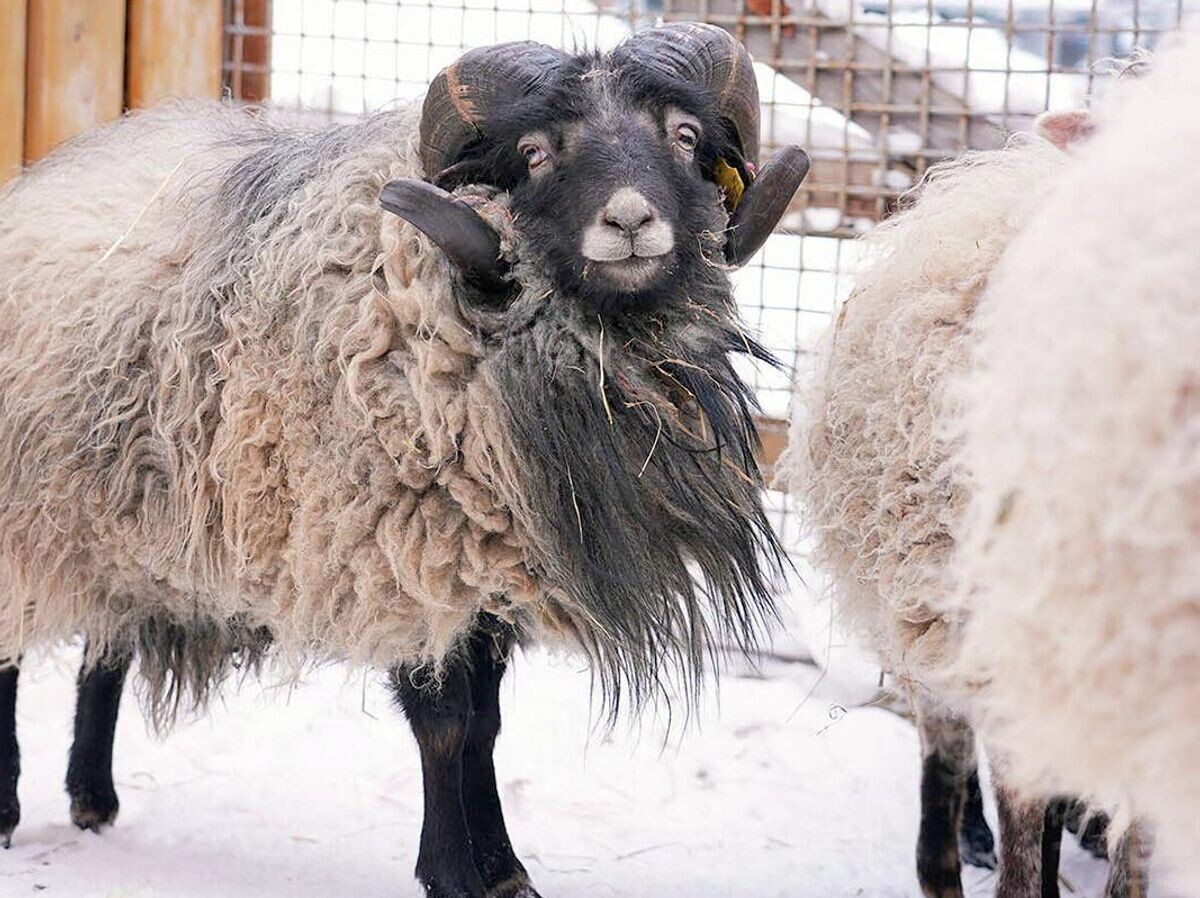    Барашек породы уэссан Чарли в Московском зоопарке | © Фото : Официальный сайт Мэра Москвы
