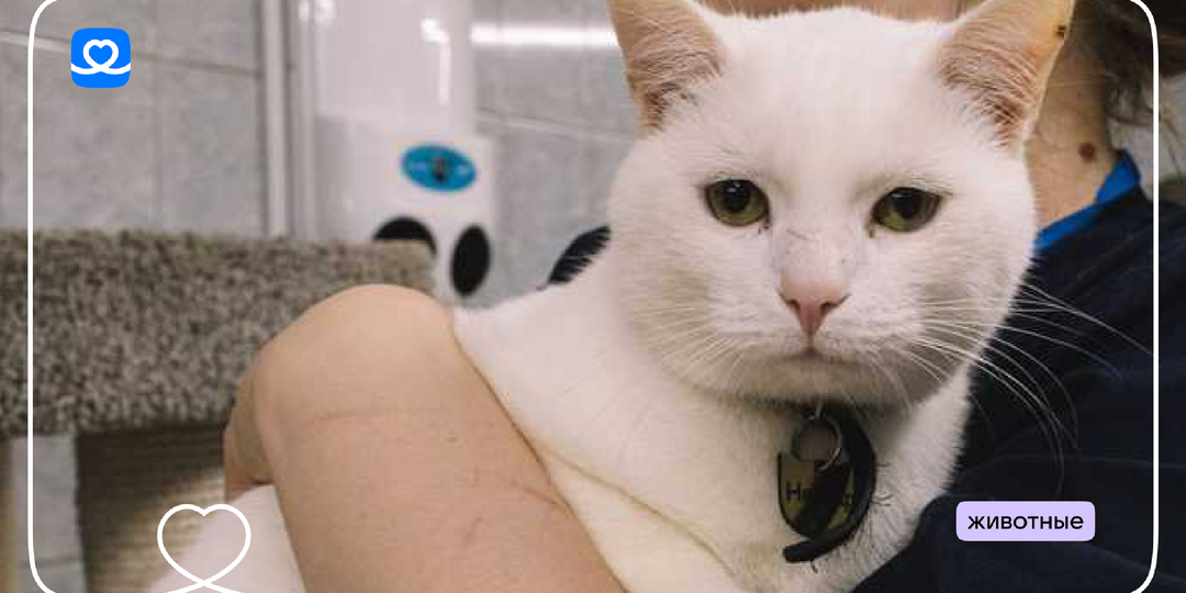 Поможем Юхе и другим животным в День спонтанного проявления доброты