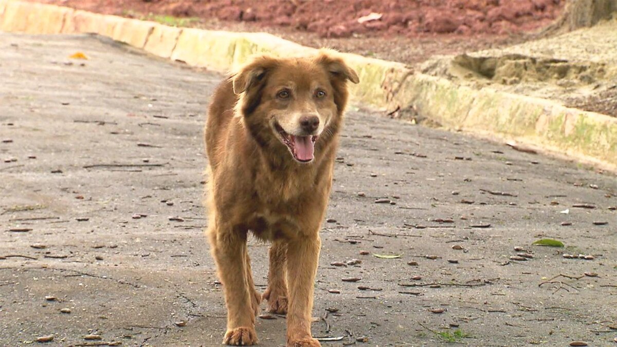    фото:кадр TV Globo, через leianoticias.com.br