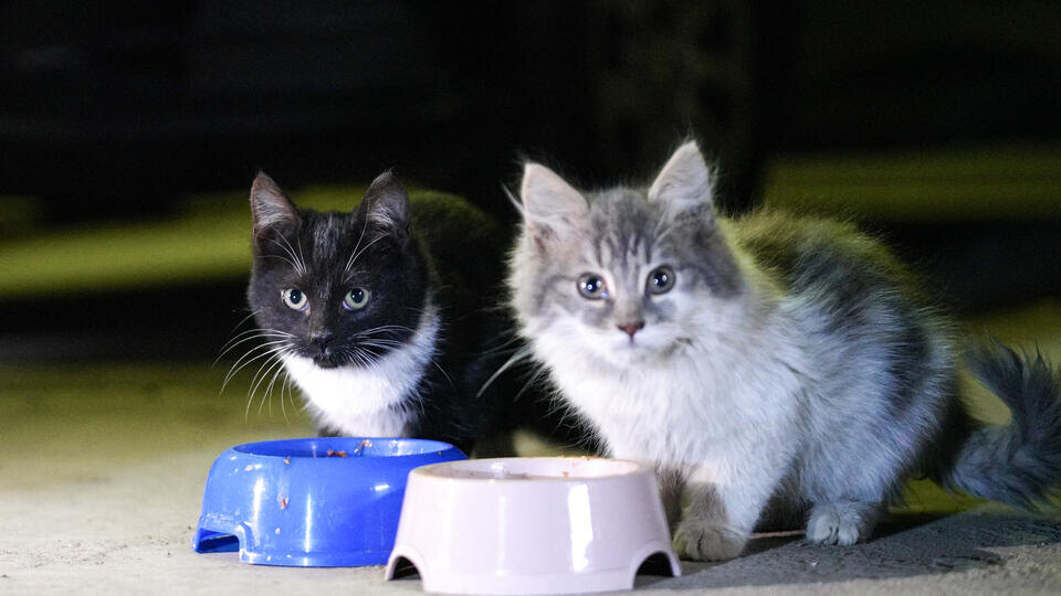 Фото: © ИЗВЕСТИЯ/Анна Селина