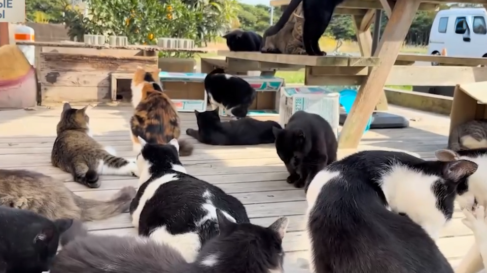 ФОТО: Кадр из программы "Как устроен мир", РЕН ТВ