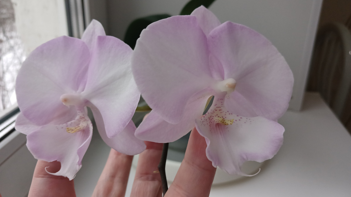 Цветы огромные,нежные.