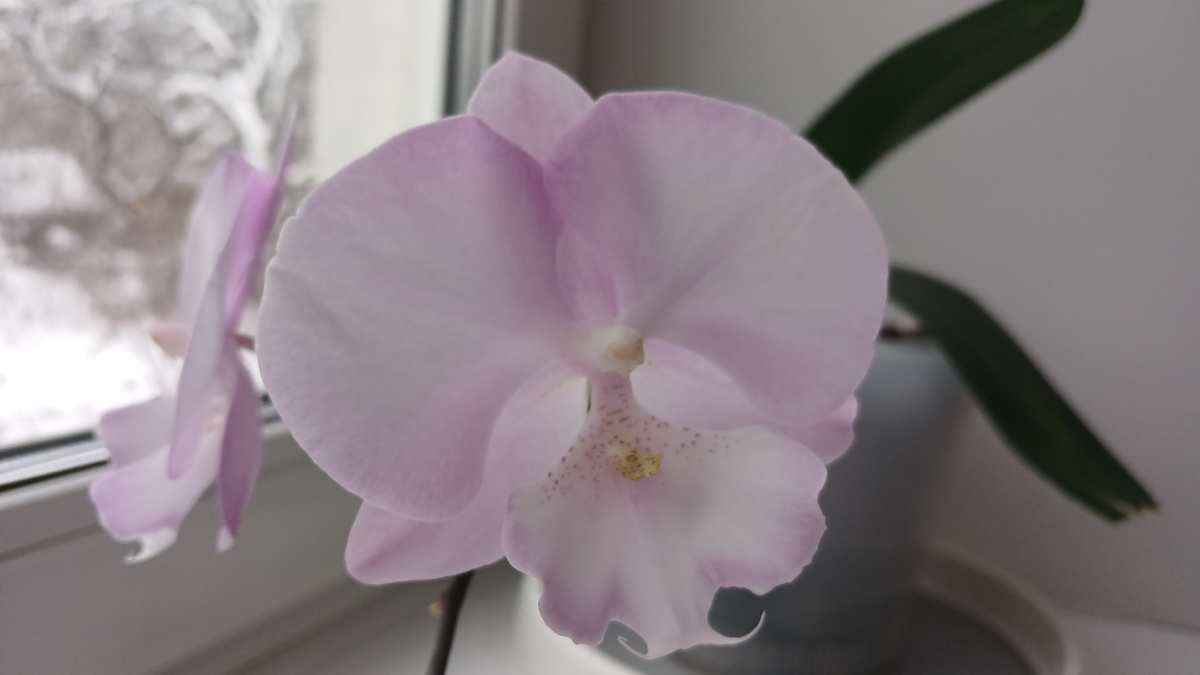 Таким я его увидела у продавца.