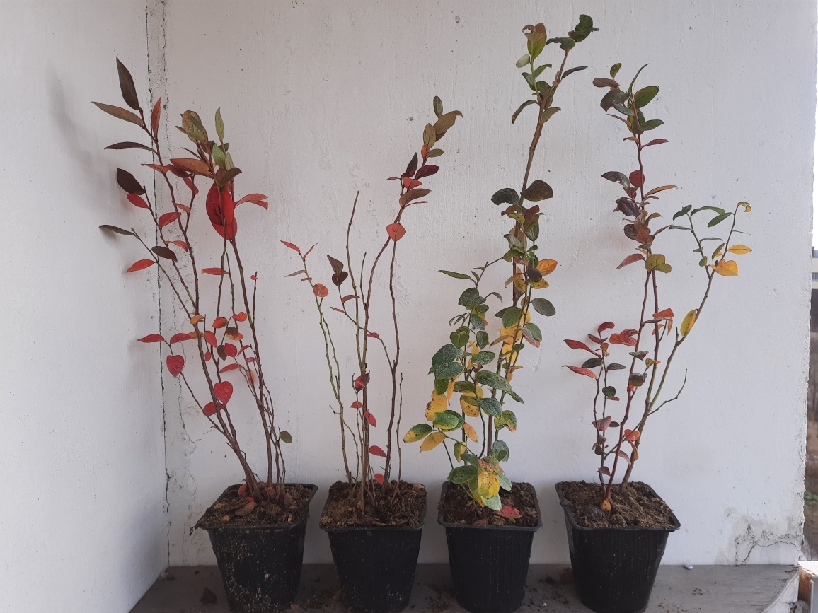 Разные саженцы, в галерее 7 фото