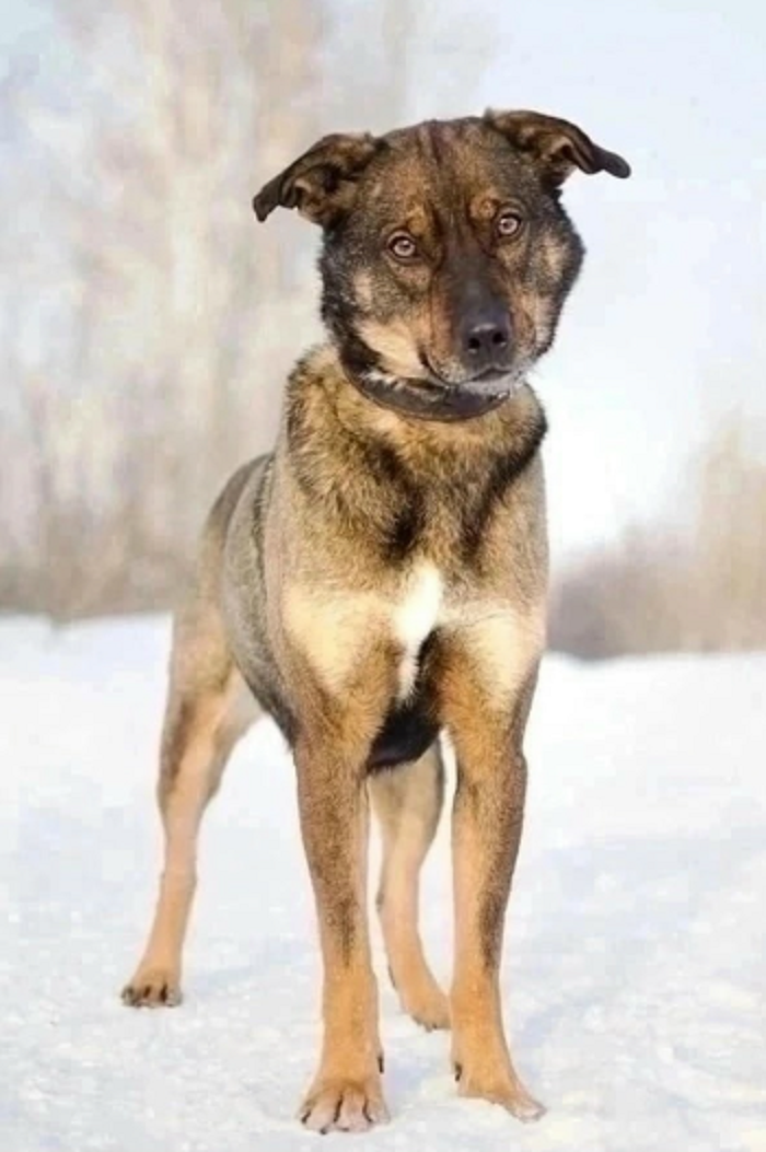 Фото: "ПЕРВЫЙ ГОРОДСКОЙ ПРИЮТ" ГОО "Защити Животных" Новосибирск