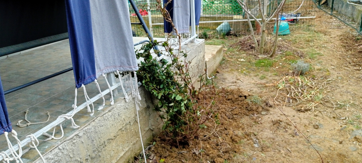 Каприфоль на новом месте