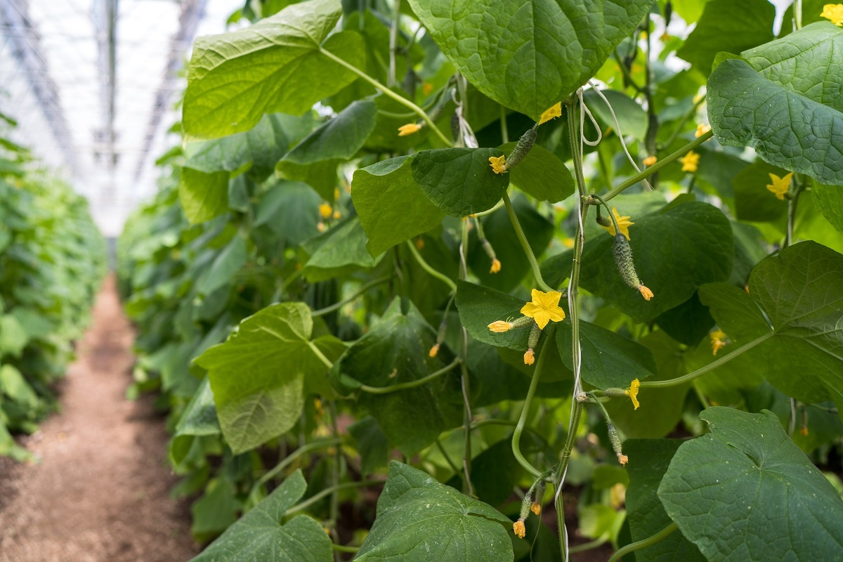 Фото: Александр Плонский / «Агроэксперт»