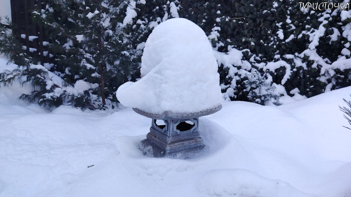 Это фото из моего японского сада. 16 января 2026