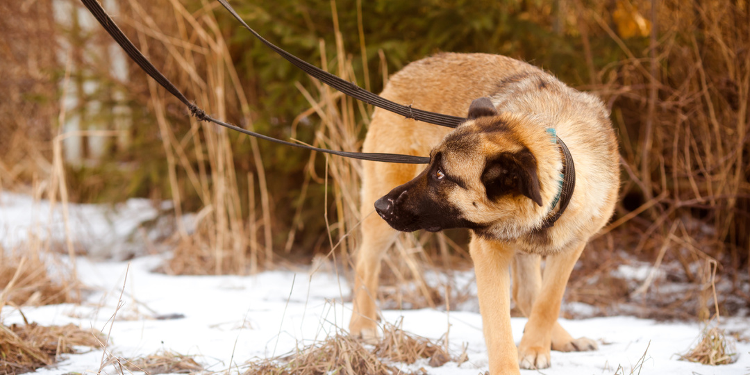 Как помочь собаке при стрессе?