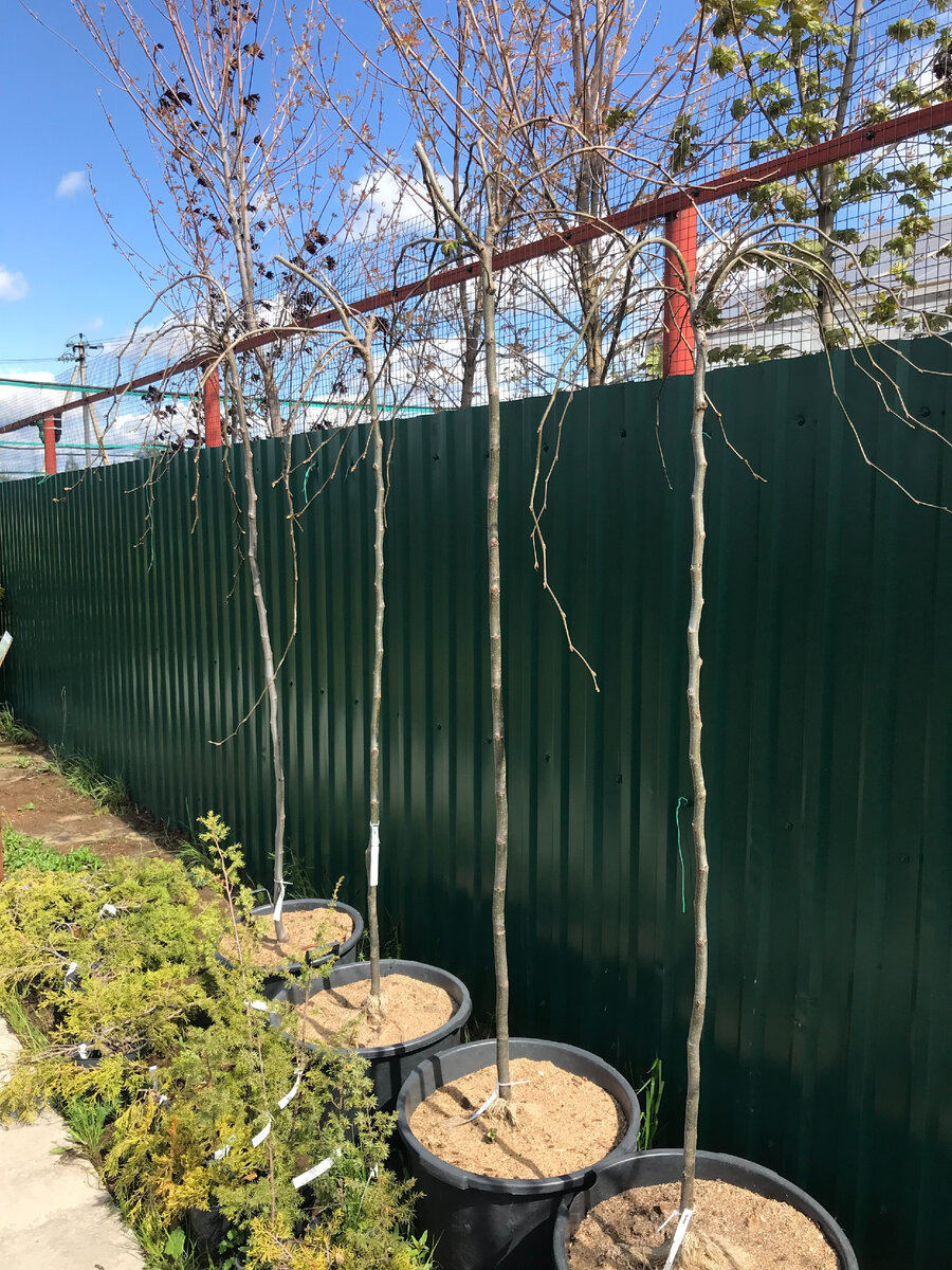 19 мая 2022 года - цена 6000р. в питомнике