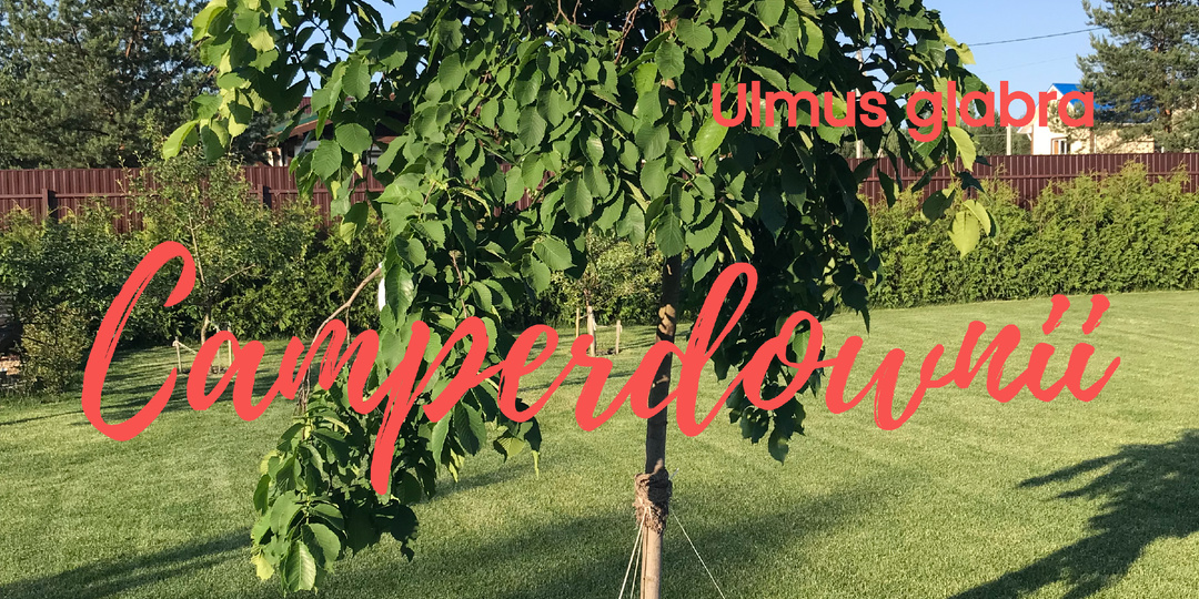 ВЯЗ КАМПЕРДОУНИ. КАК САЖАЛ И, ЧТО ПОЛУЧИЛ ЗА 4 ГОДА...