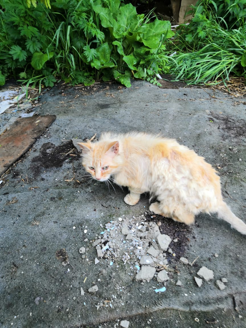 Не могу не вставить фото моего кота Апельсина. Это его первые фото с помойки. Разве он счастлив был тогда? А ведь был чьм-то. Фото автора.