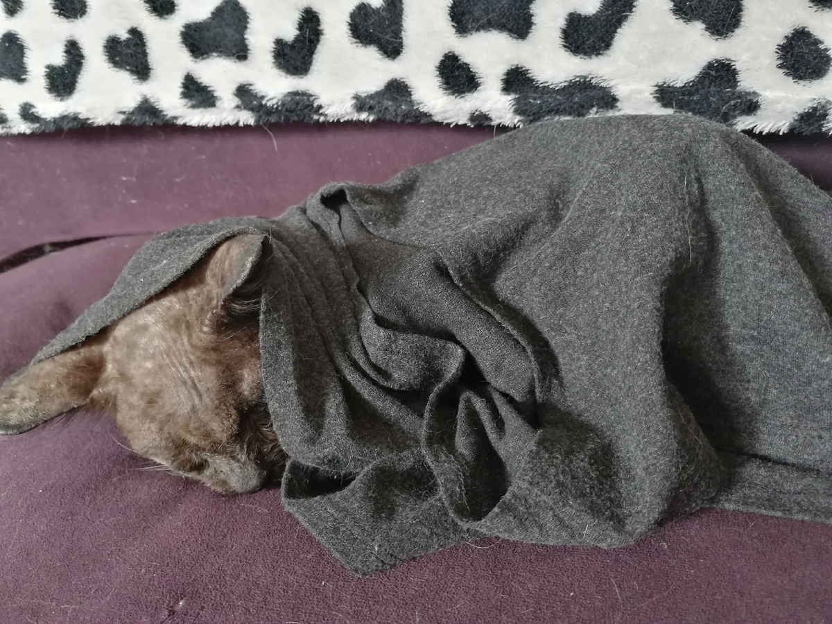 А этого кота помните? Кто не знает, это Каир I. Его уже тоже нет с нами, но его выбросили из-за лишая. Как вы думаете? Где он нашел все эти болячки? Естественно, на улице. Фото автора. 