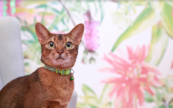 Как надеть ошейник на кошку?