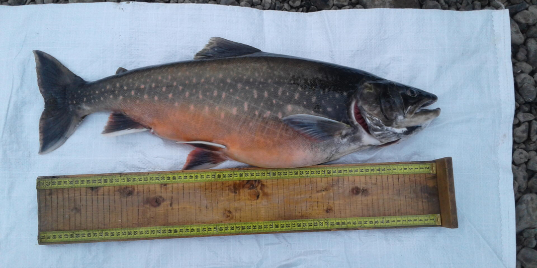 Красноярцы отказываются от морепродуктов из-за дороговизны