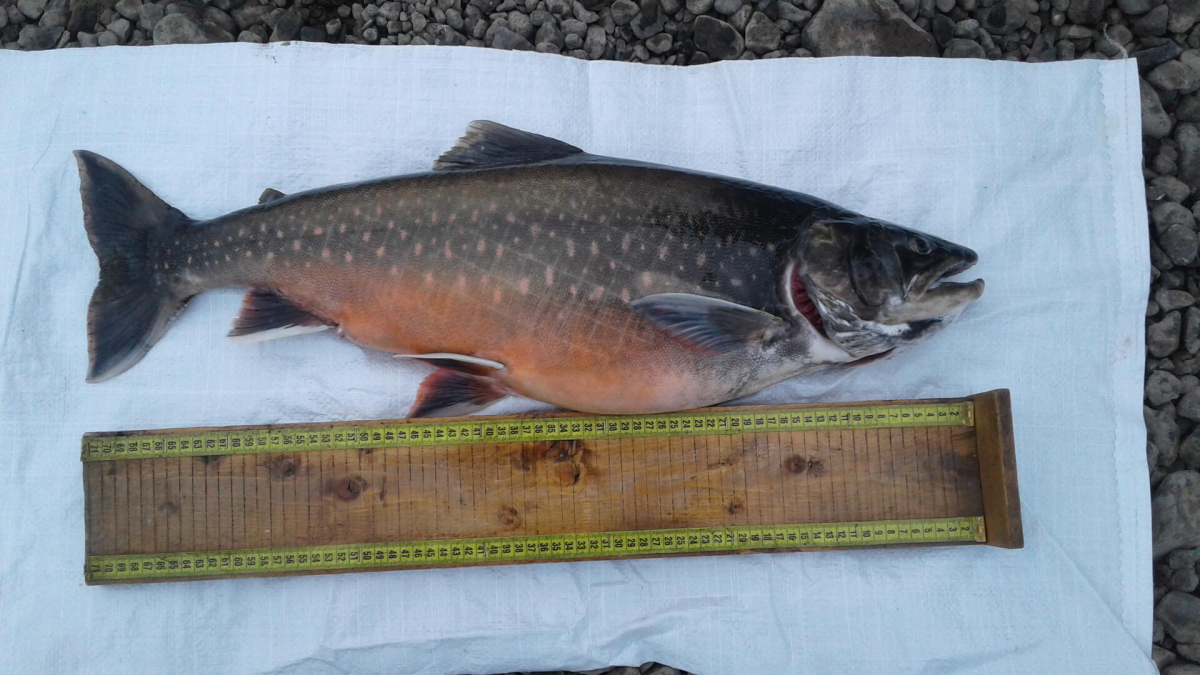 Фото: Енисейрыбвод