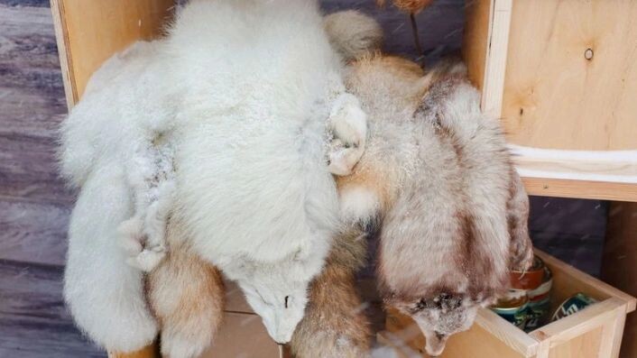    Пушистое «золото». Фото: Андрей Ткачёв / «Ямал-Медиа»