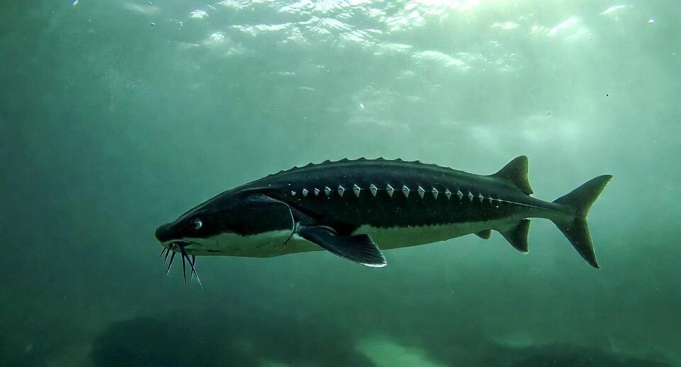    «Подмосковье сегодня»/Сгенерировано нейросетью