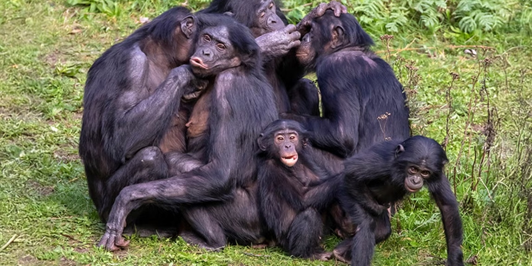 Бонобо: Как неуёмная похоть изменила шимпанзе?