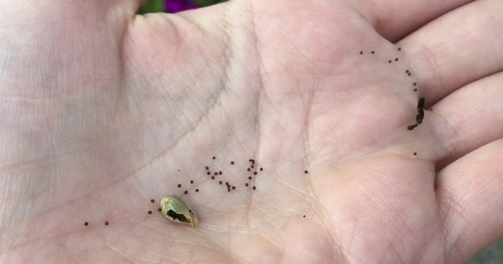 Семена петунии/фото свободный доступ интернет 