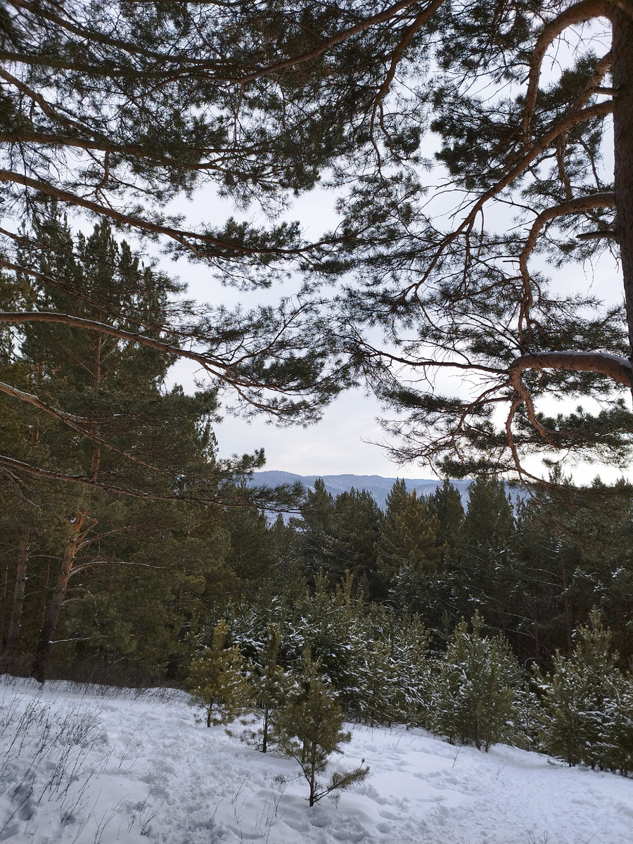 На улице последние дни серо и скользко. Вроде и запахло весной, но к концу недели опять морозы за минус 20. Фото из личного архива автора.