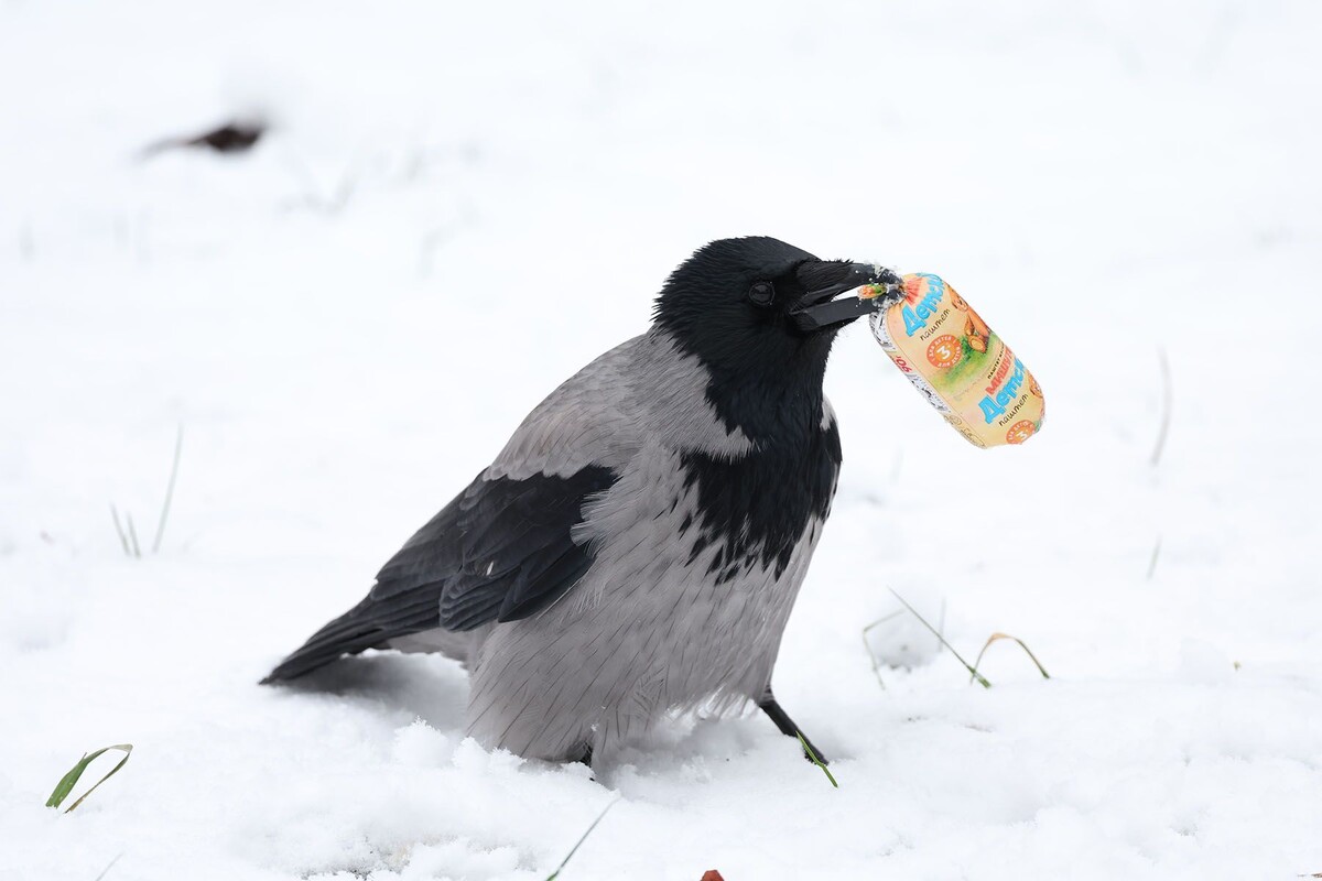  Ворона на снегу. © Павел Орловский, Times.by