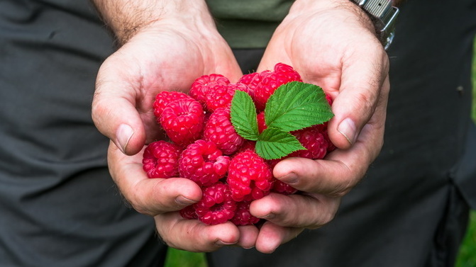 Результат прошлого августа - малина без полива на сухой почве