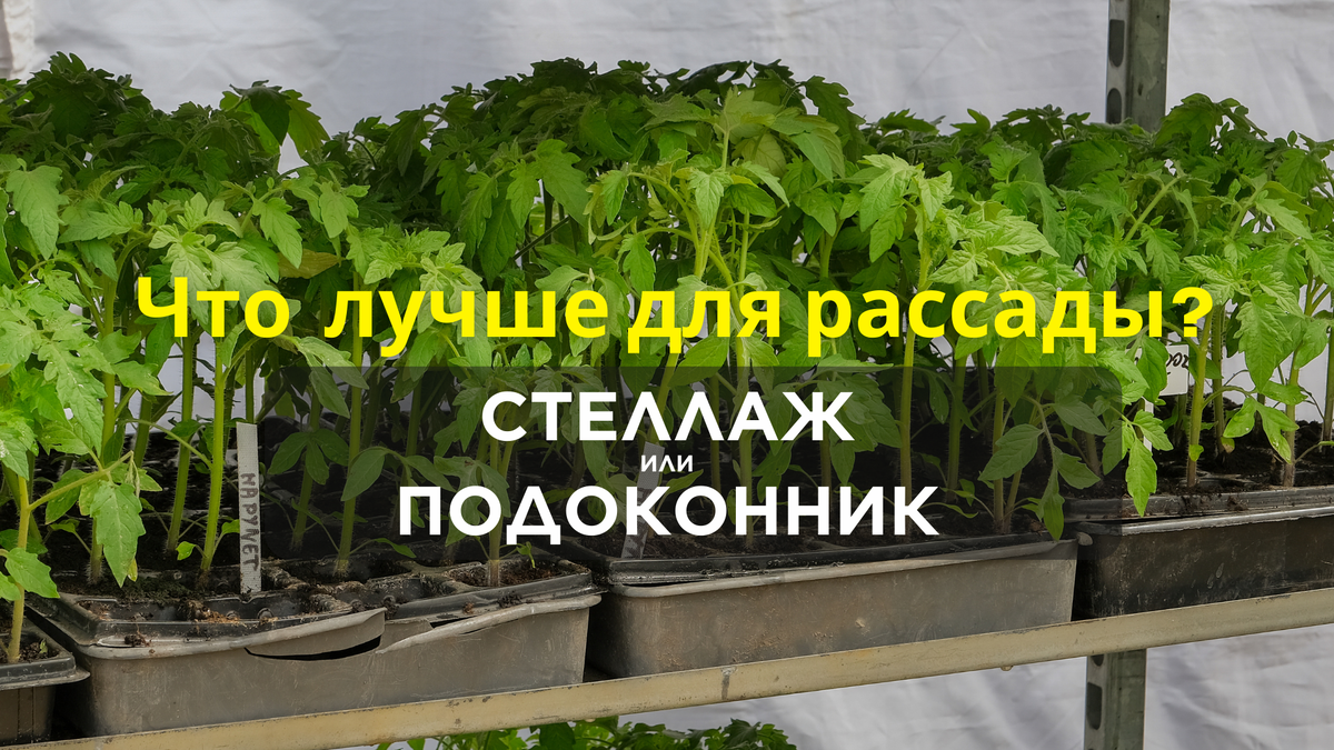 Вечный спор дачников: кто прав?