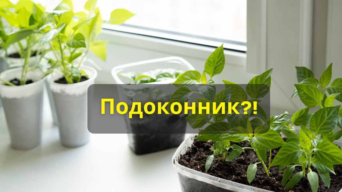 Преимущества и недостатки размещения рассады на подоконнике