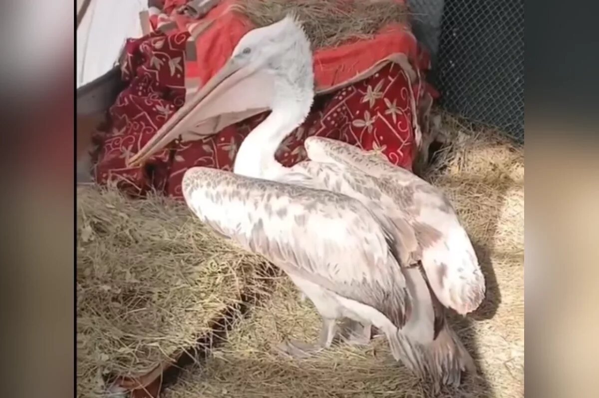    В Волгограде решается судьба кудрявого пеликана