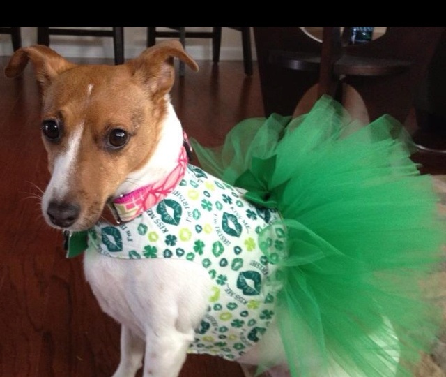 Декоративная одежда для Джек Рассел терьер