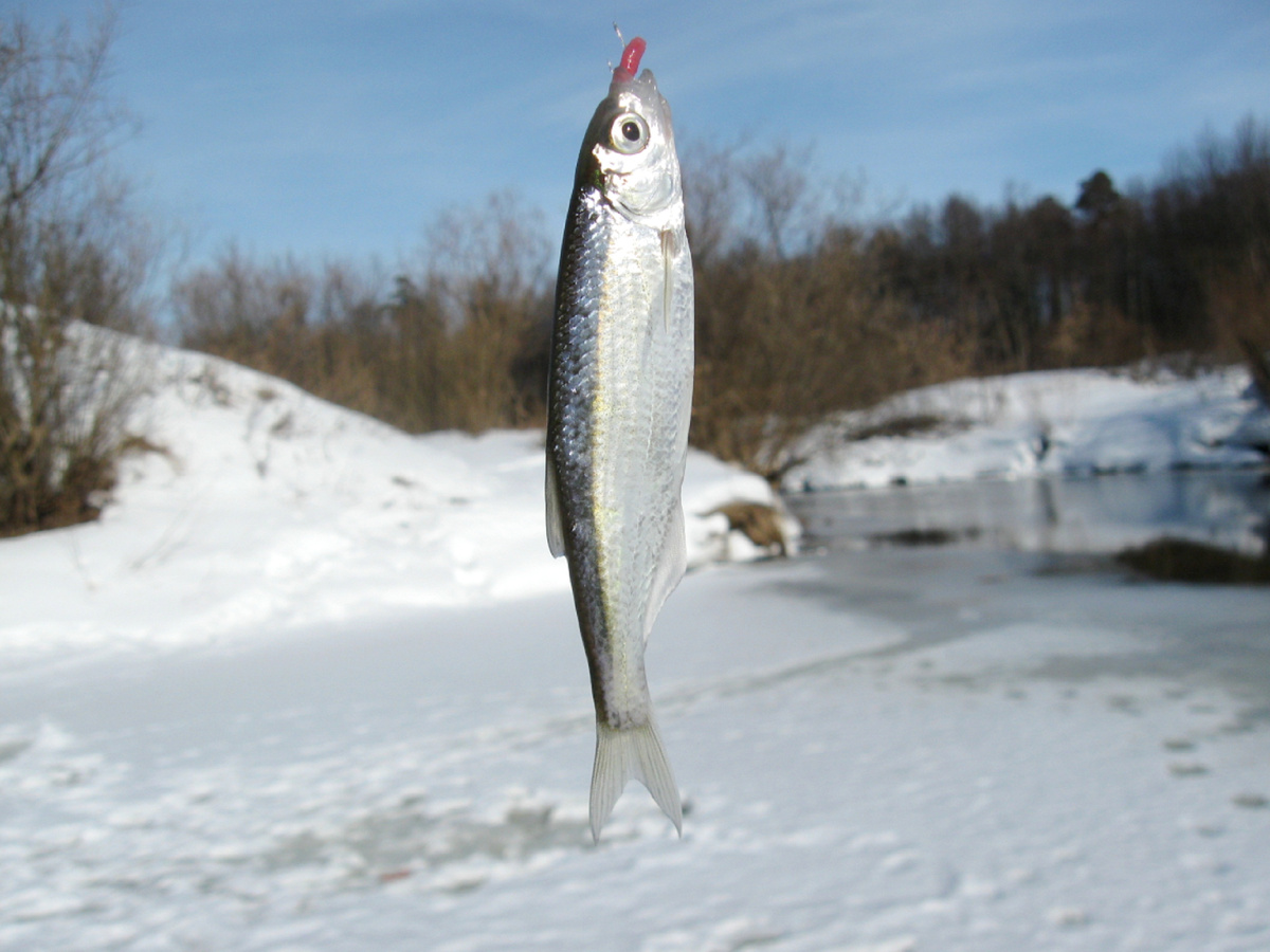 Уклейка в феврале