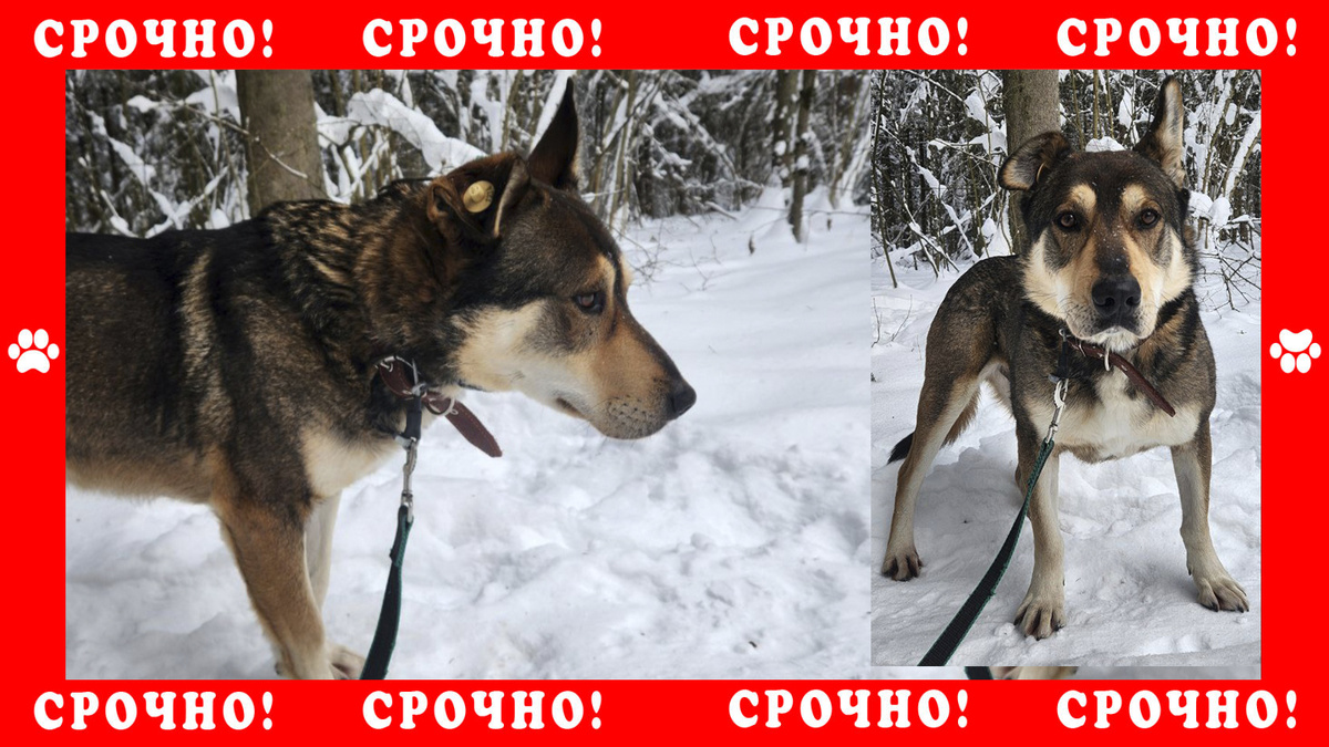 В Клинском районе пропала собака метис | Солнечногорск и Клин