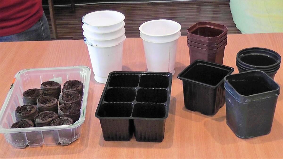 тара для рассады баклажан