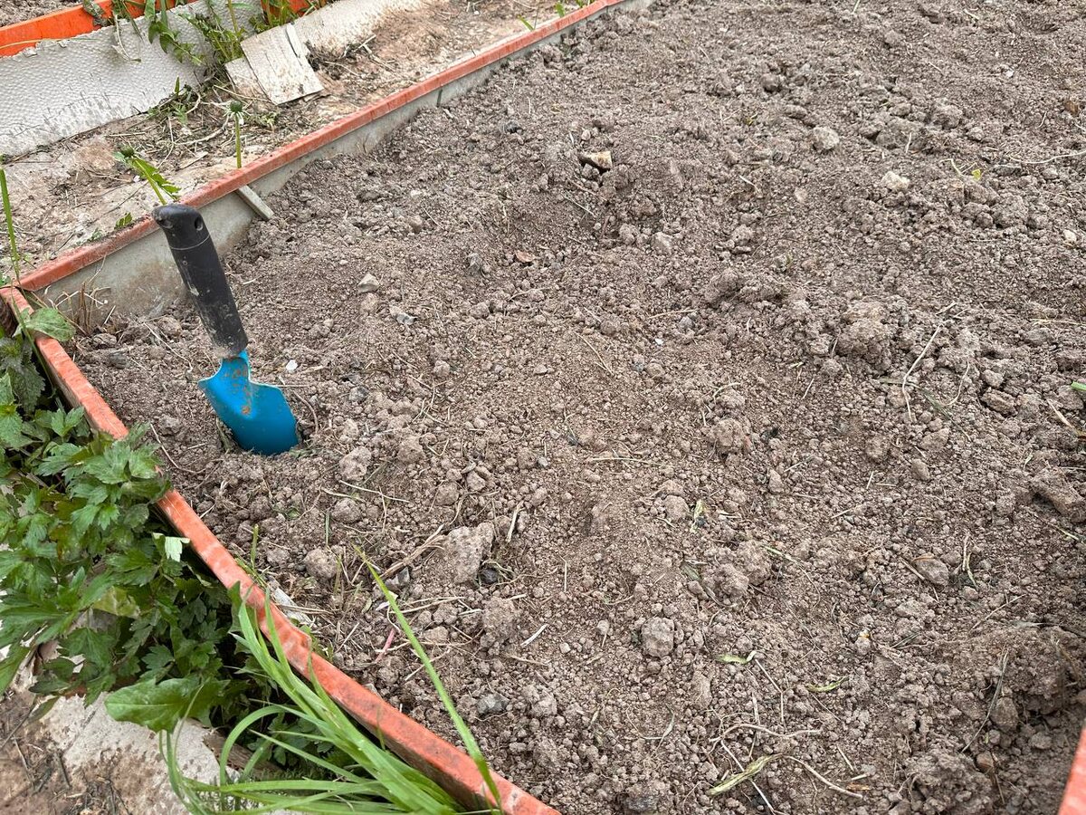 Голая земля или сидераты