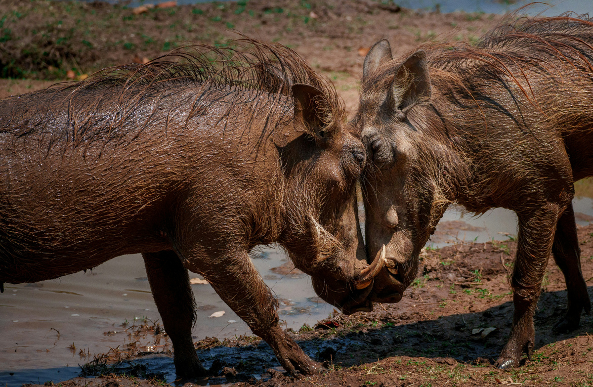 Бородавочники в Национальном парке Южная Луангва, Замбия