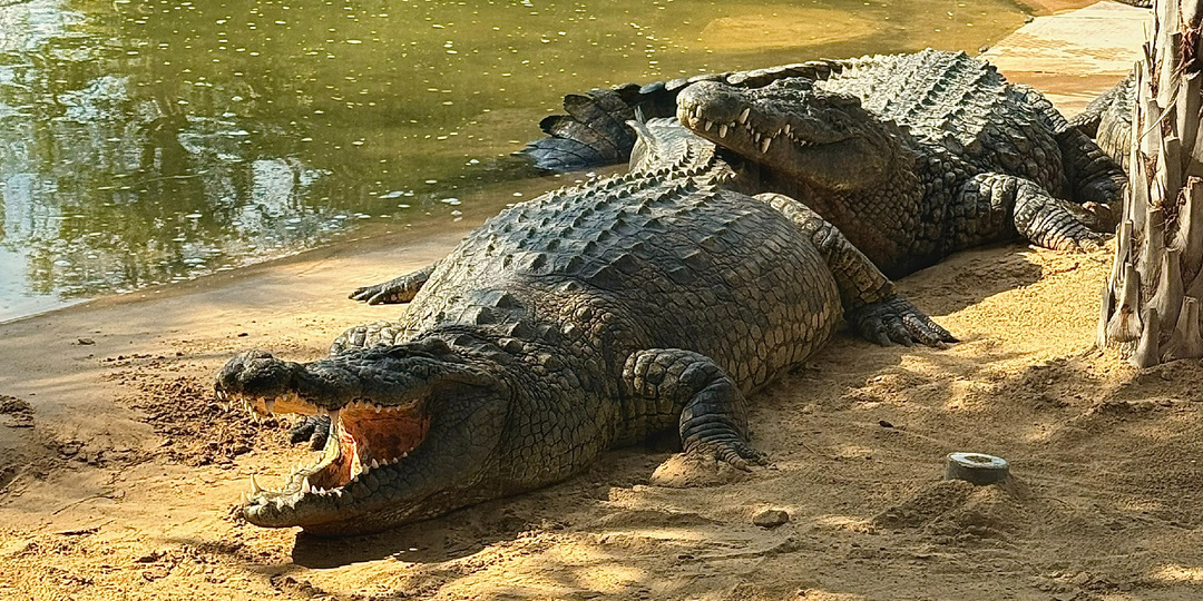 Парк крокодилов в Дубае: мой самый неожиданный “африканский” день в городе небоскрёбов.