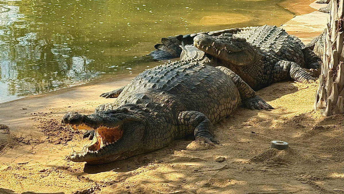 Крокодилы в парке