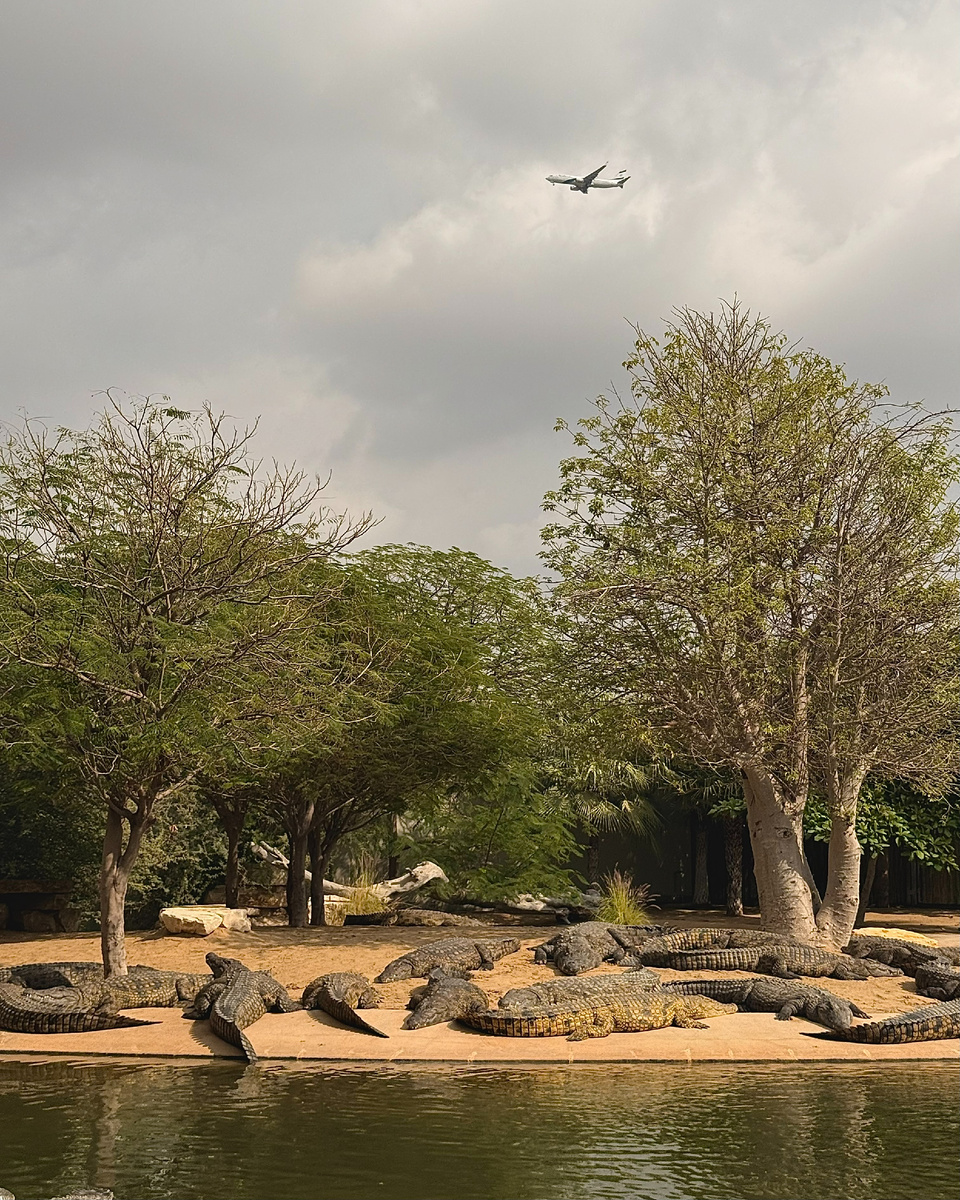 Крокодилы "чиллят" на пляже