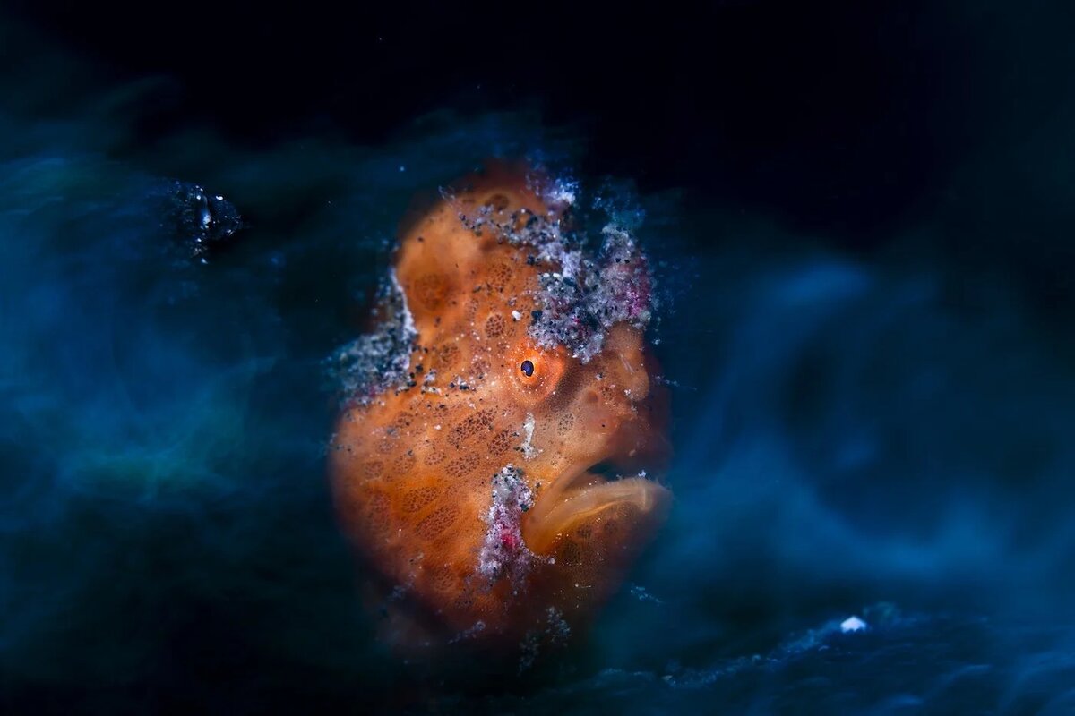 Daniel Sly | Ethereal Frogfish