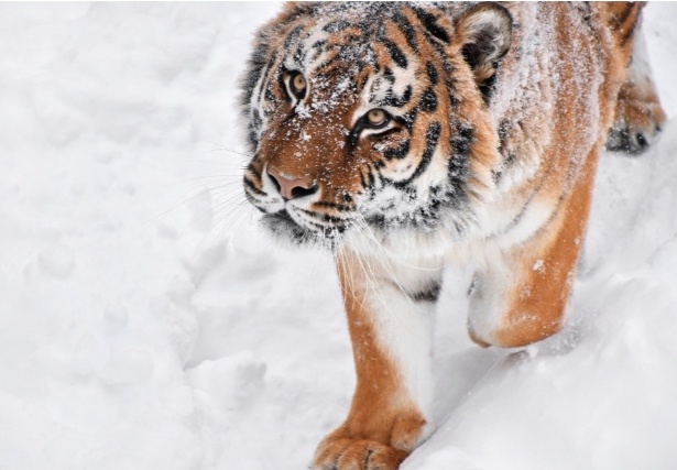Амурский тигр не только относится к самым редким животным, но и является наиболее крупным тигром, занимающим самую северную часть ареала. 
