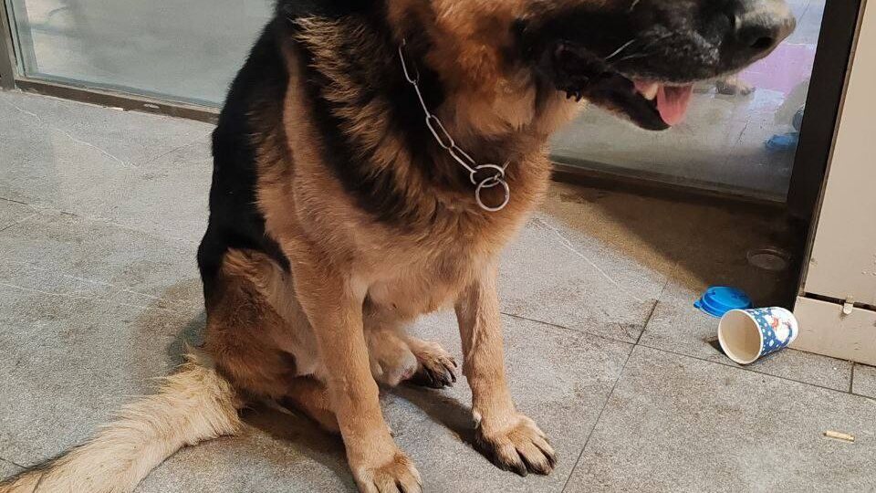 Ночью 17 февраля найден кабель немецкой овчарки.На зорге 33 ТРЦ Талер