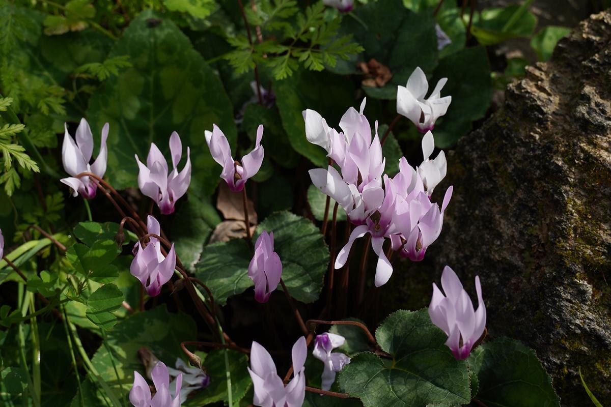 Natalia Hanin / Shutterstock / FOTODOM📷Цветки цикламена могут иметь окраску от белого до фиолетового