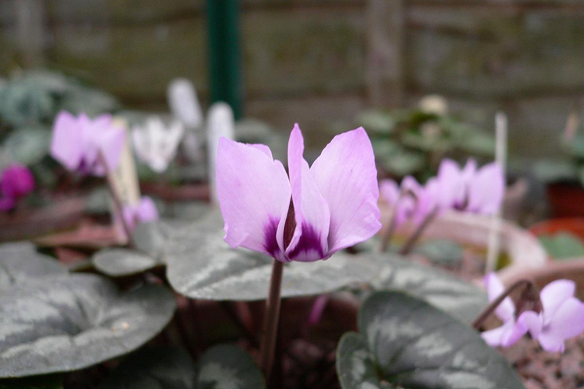 Mark Griffiths / Wikimedia Commons📷Цветки цикламена могут иметь окраску от белого до фиолетового