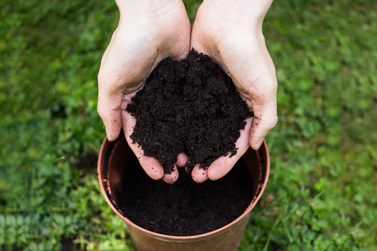 rolkadd / Shutterstock / FOTODOM📷Для цикламена подойдет почва с высоким содержанием торфа