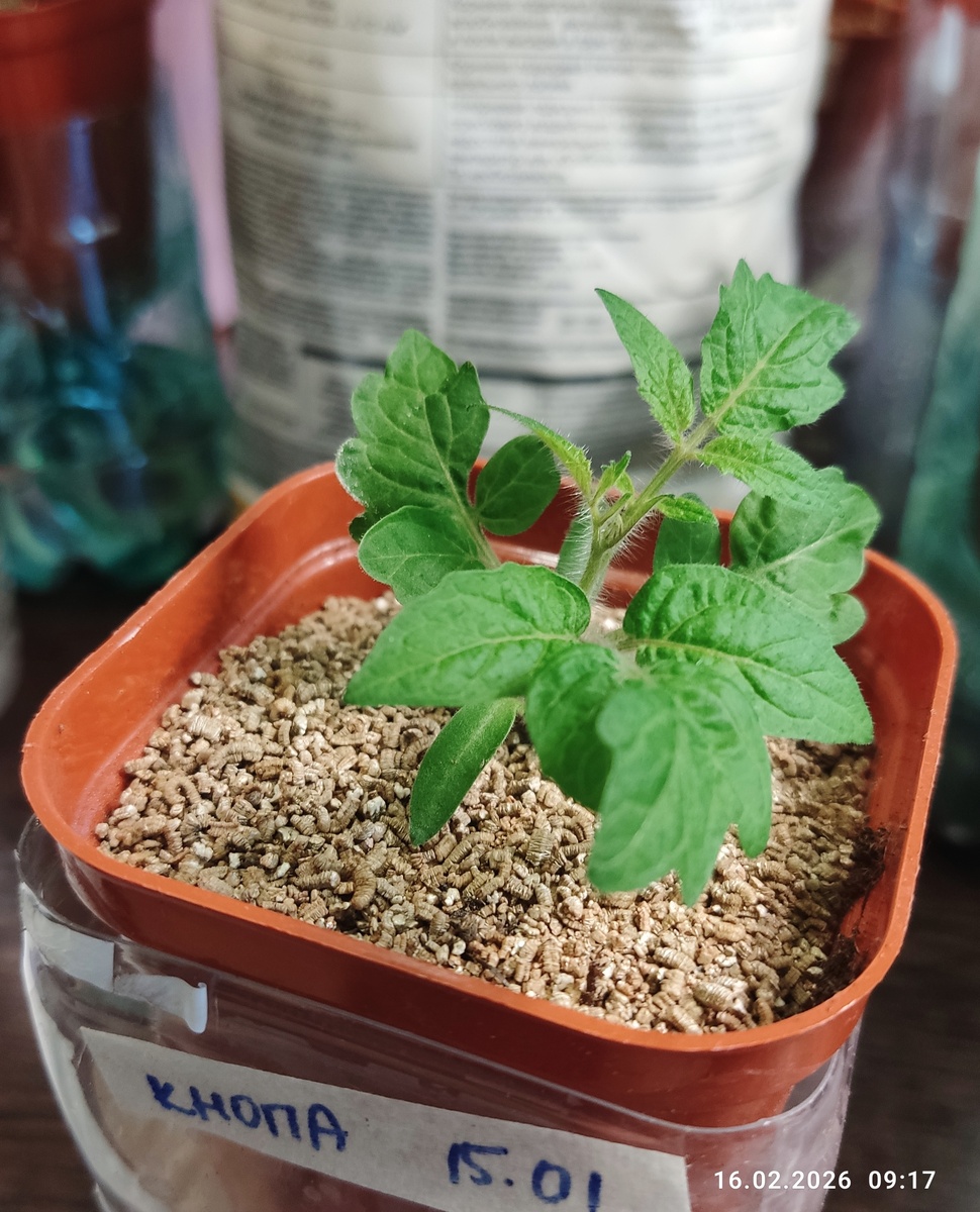 Томат «Кнопа»