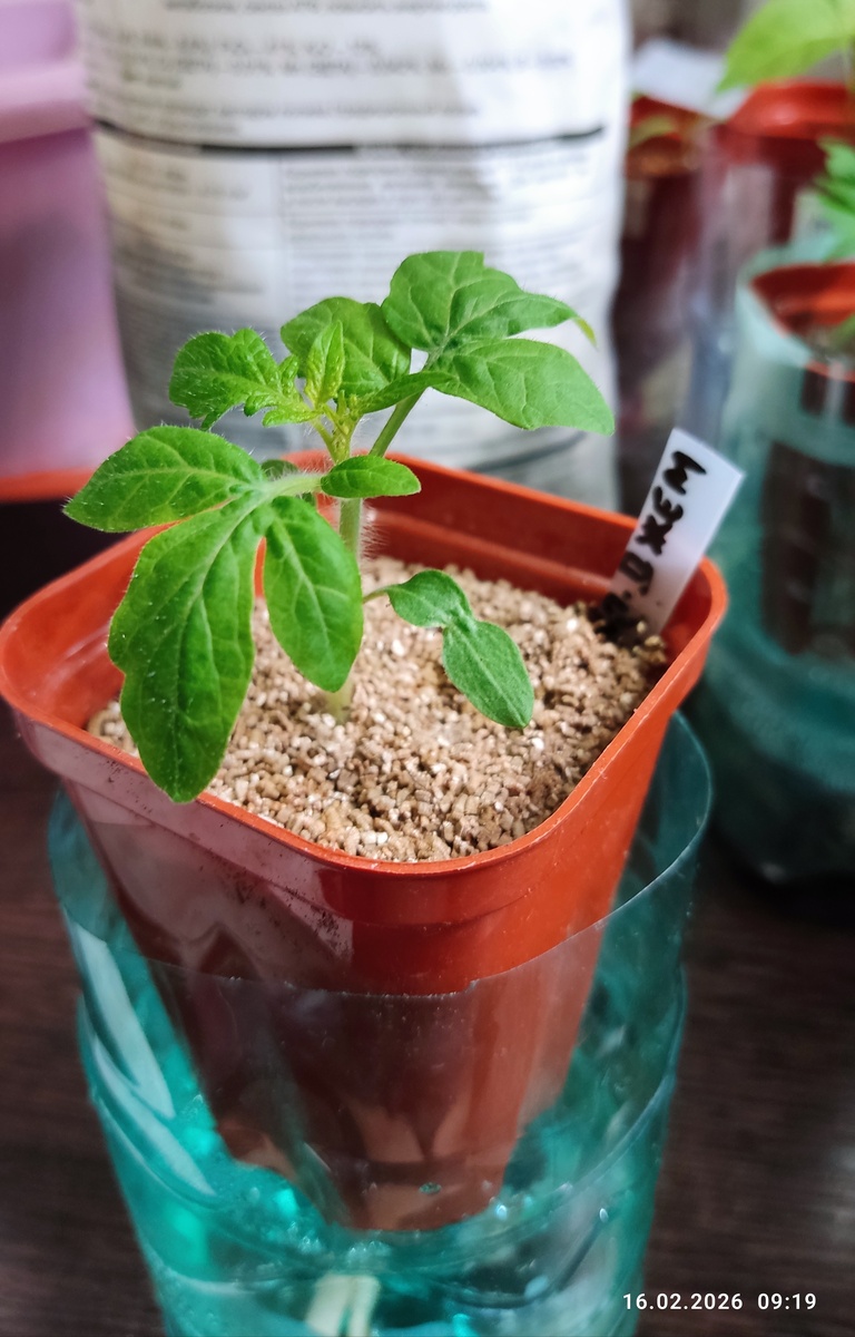 Томат «Апельсиновый джем»