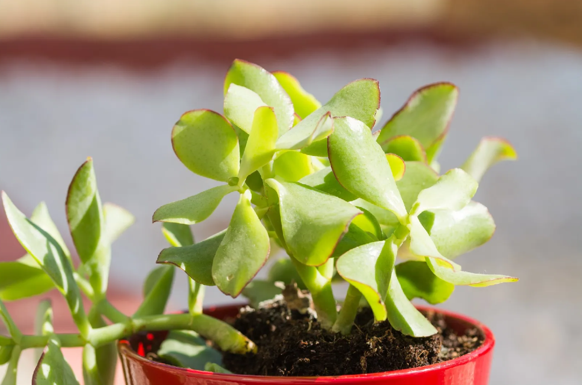 Источник фото: sibkray.ru